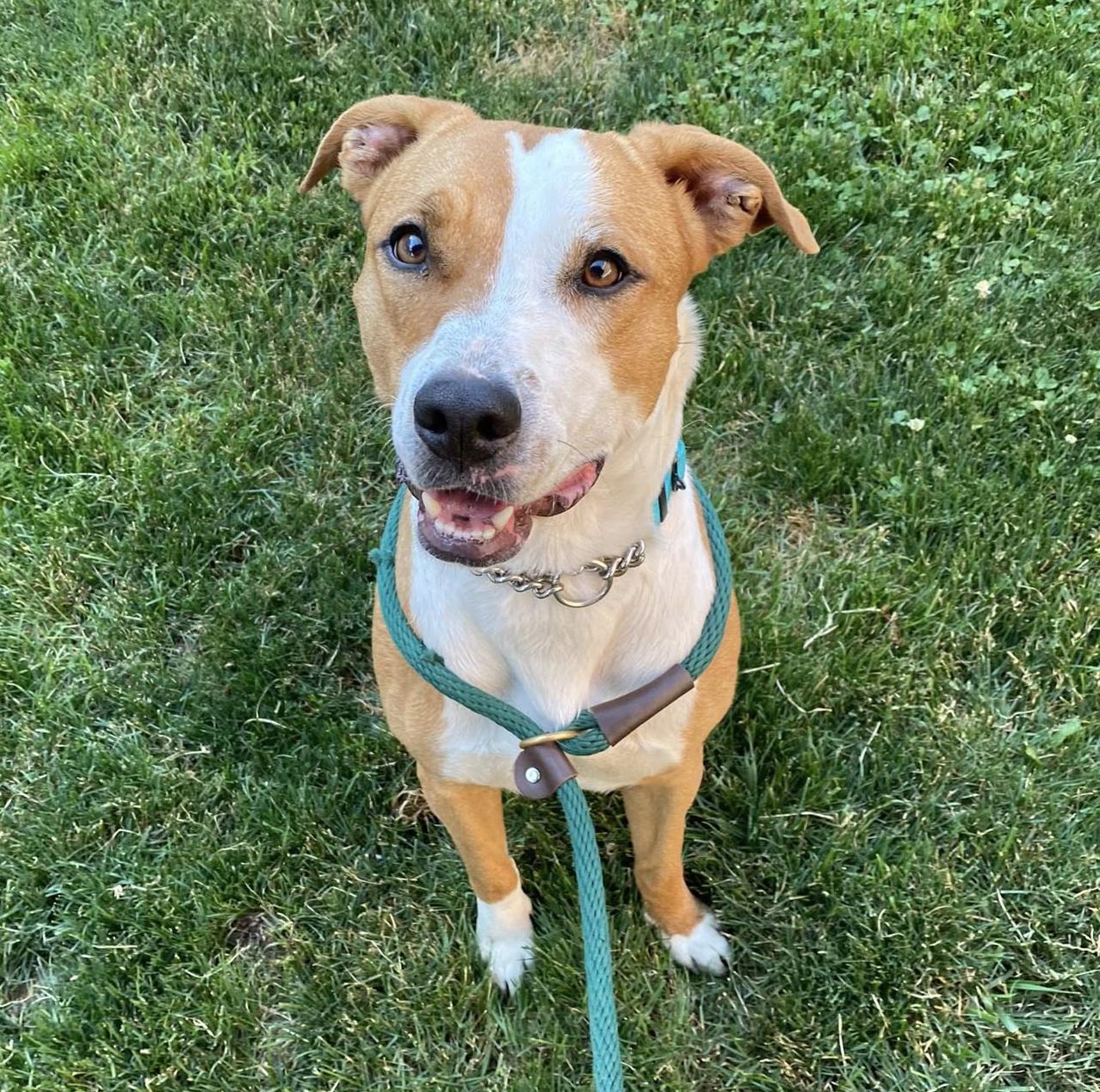Enlarge Maple, a Adoptable Pit Bull Terrier in Harrison, NY image 1/5