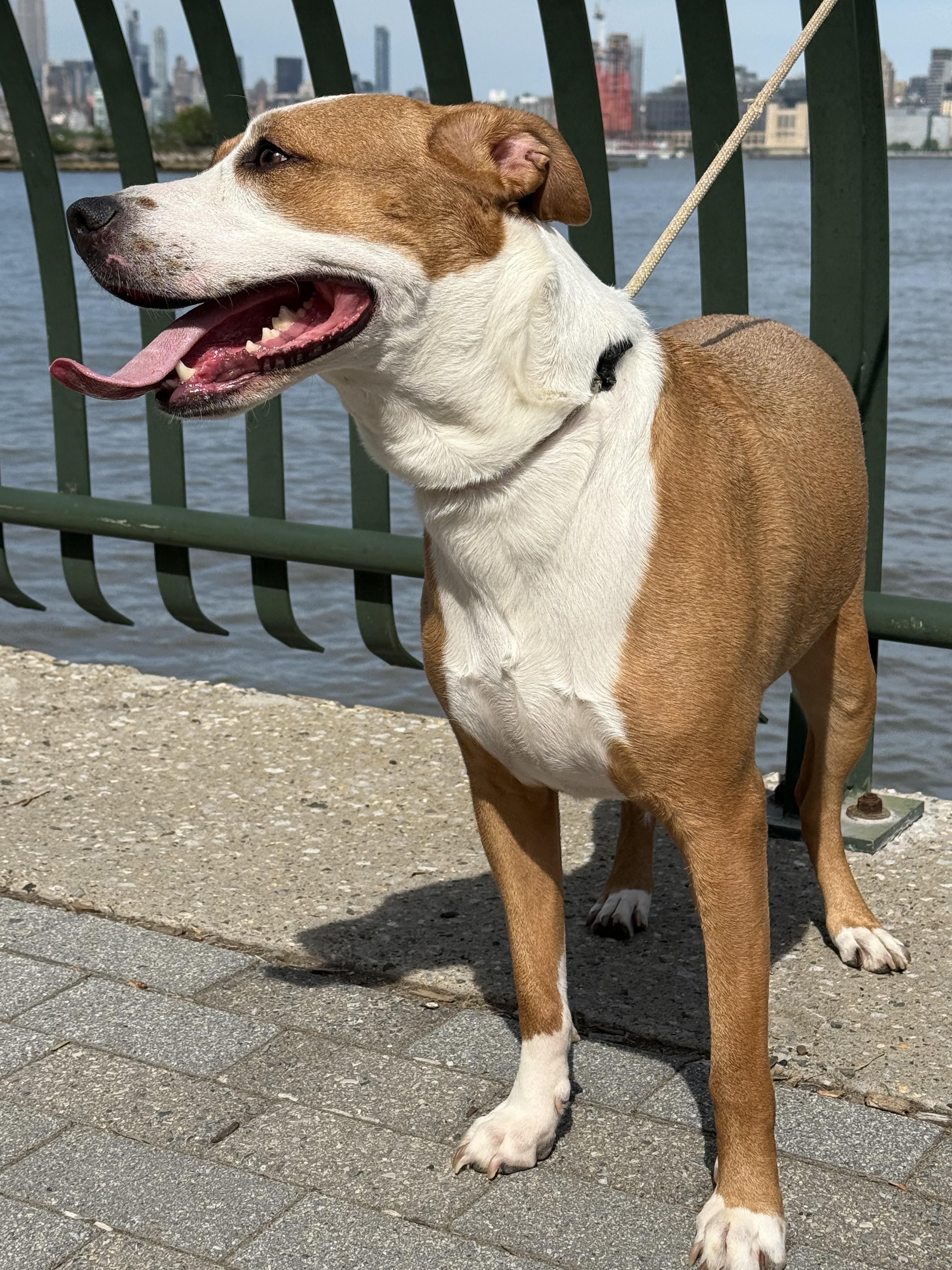 Enlarge Maple, a Adoptable Pit Bull Terrier in Harrison, NY image 5/5