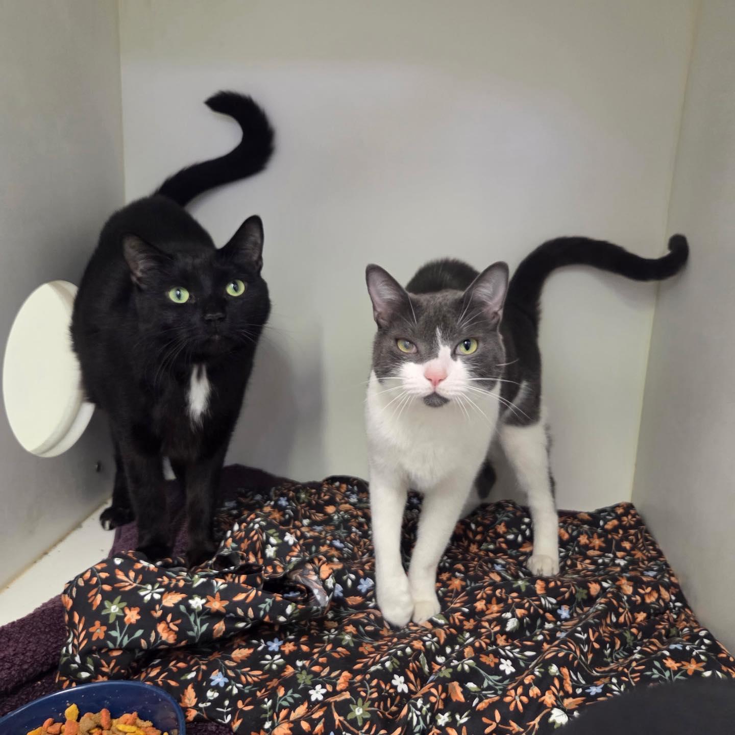 Enlarge Blanche & Romeo, a Adoptable Domestic Short Hair in Bloomfield, NJ image 1/6