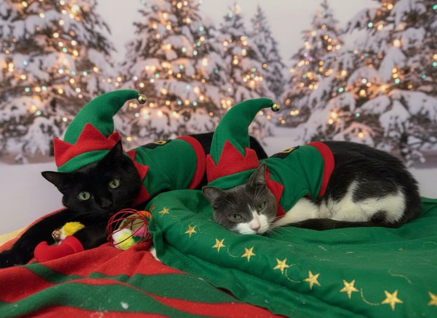 Blanche & Rose, Adoptable, Adult Female Domestic Short Hair.