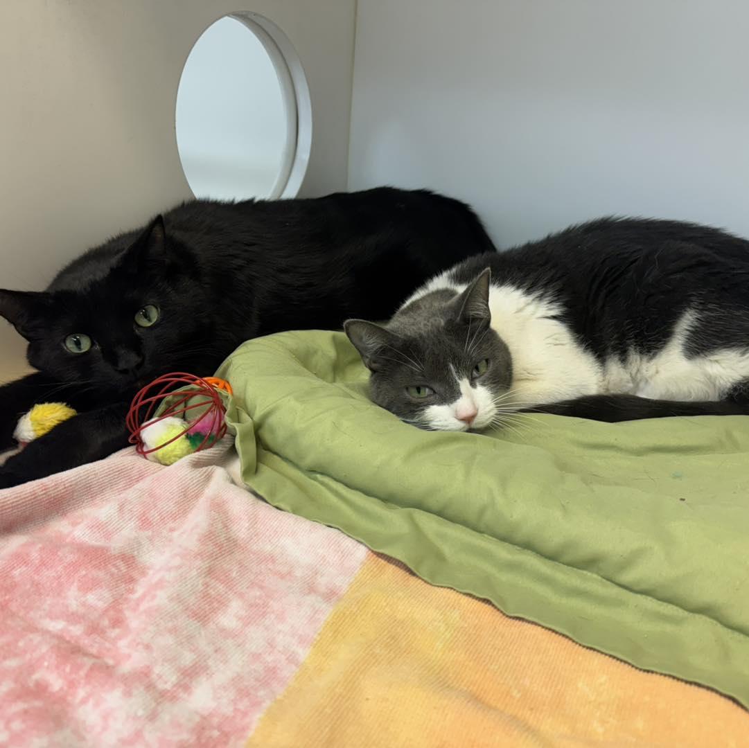 Blanche & Rose, Adoptable, Adult Female Domestic Short Hair.