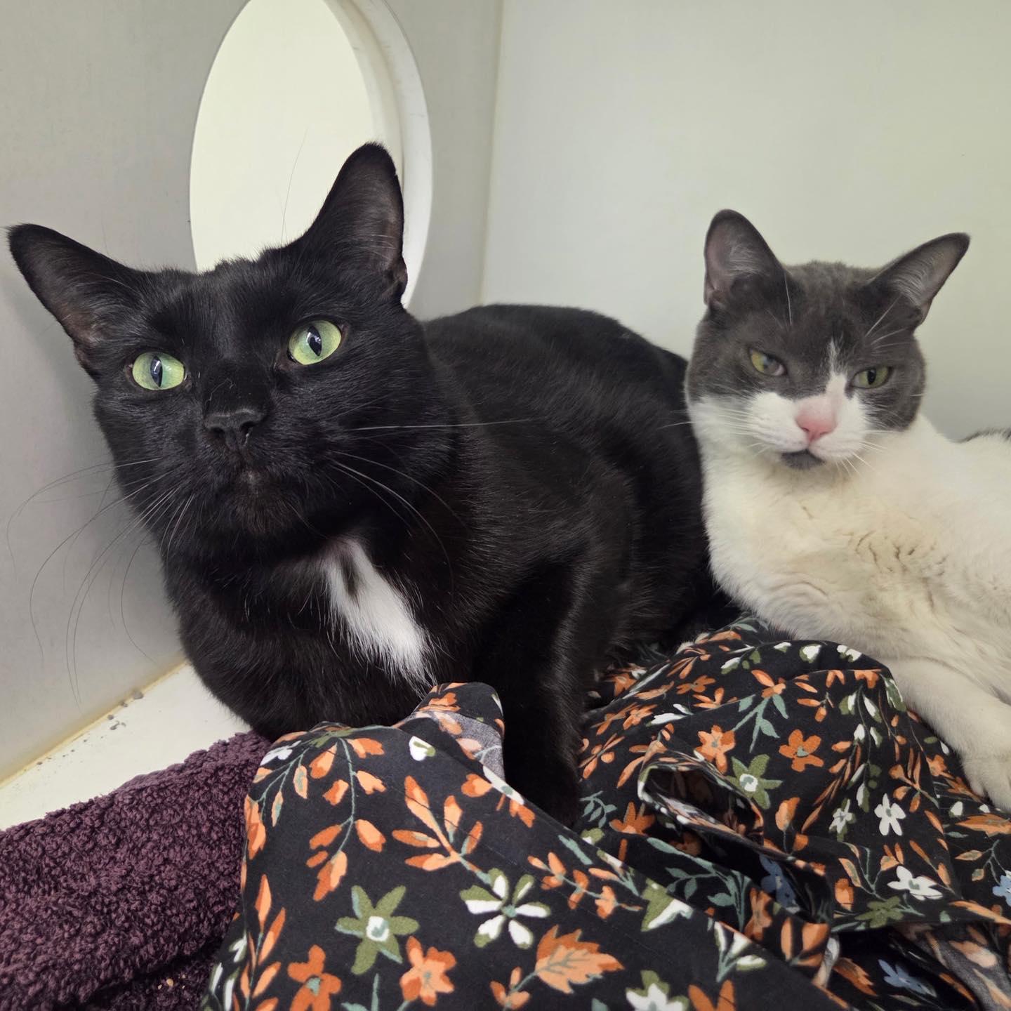 Enlarge Blanche & Romeo, a Adoptable Domestic Short Hair in Bloomfield, NJ image 2/6