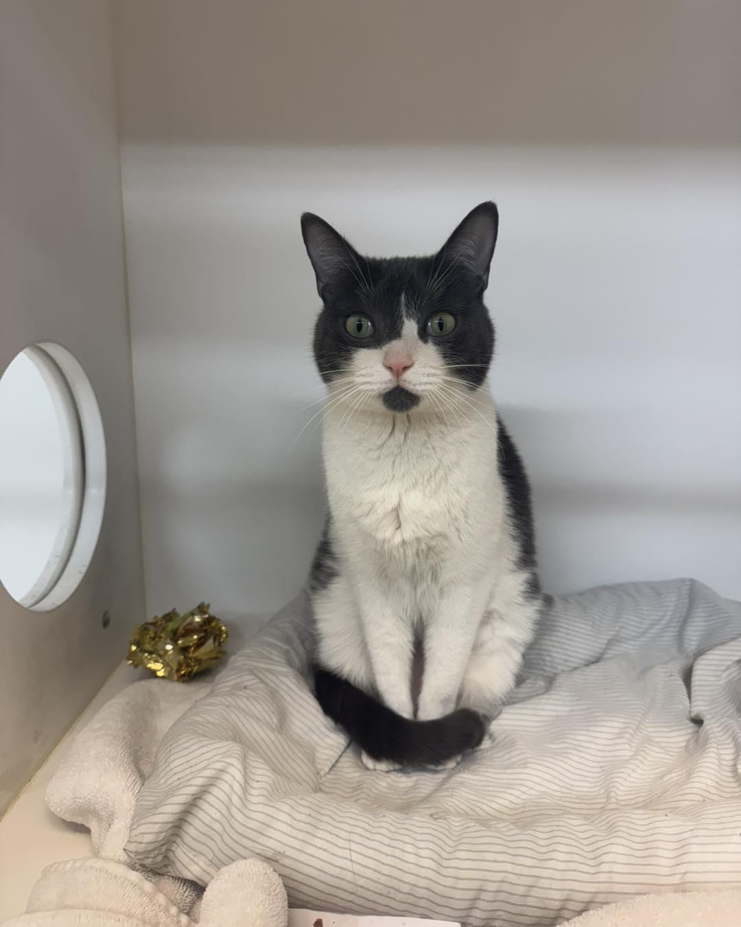 Blanche & Rose, a Adoptable Domestic Short Hair in Bloomfield, NJ image 3/6