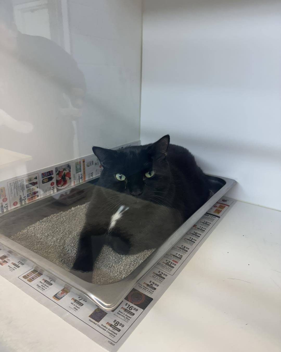 Blanche & Rose, a Adoptable Domestic Short Hair in Bloomfield, NJ image 6/6