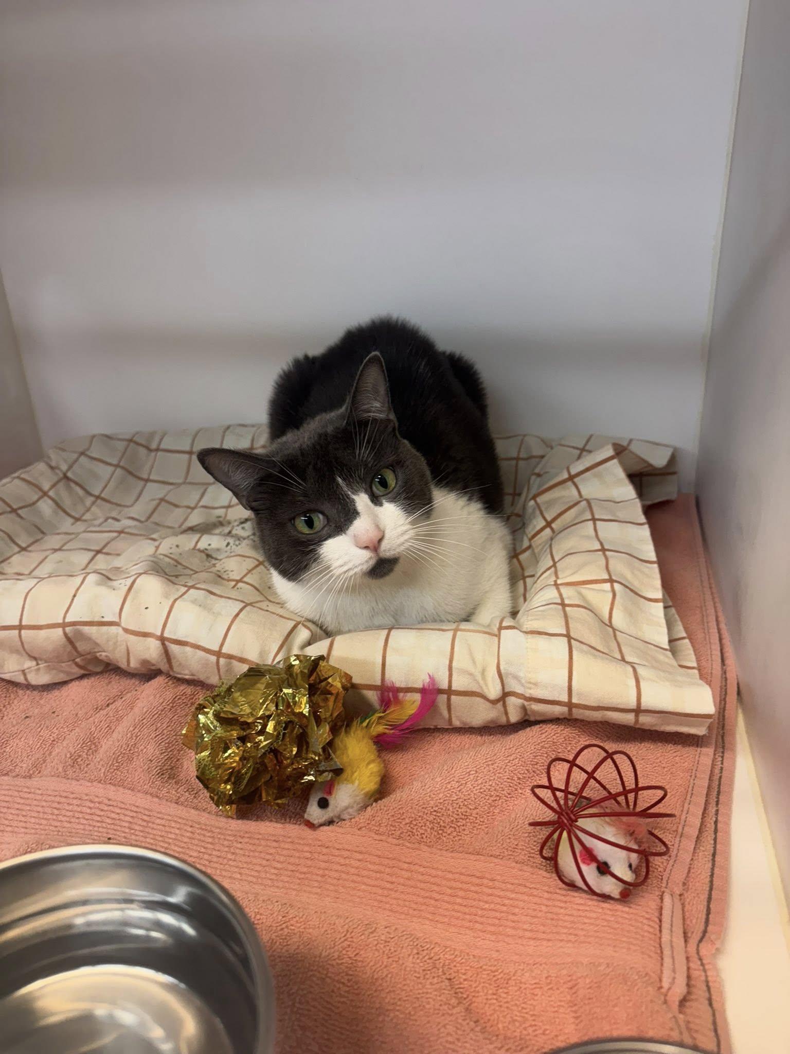 Blanche & Rose, a Adoptable Domestic Short Hair in Bloomfield, NJ image 4/6