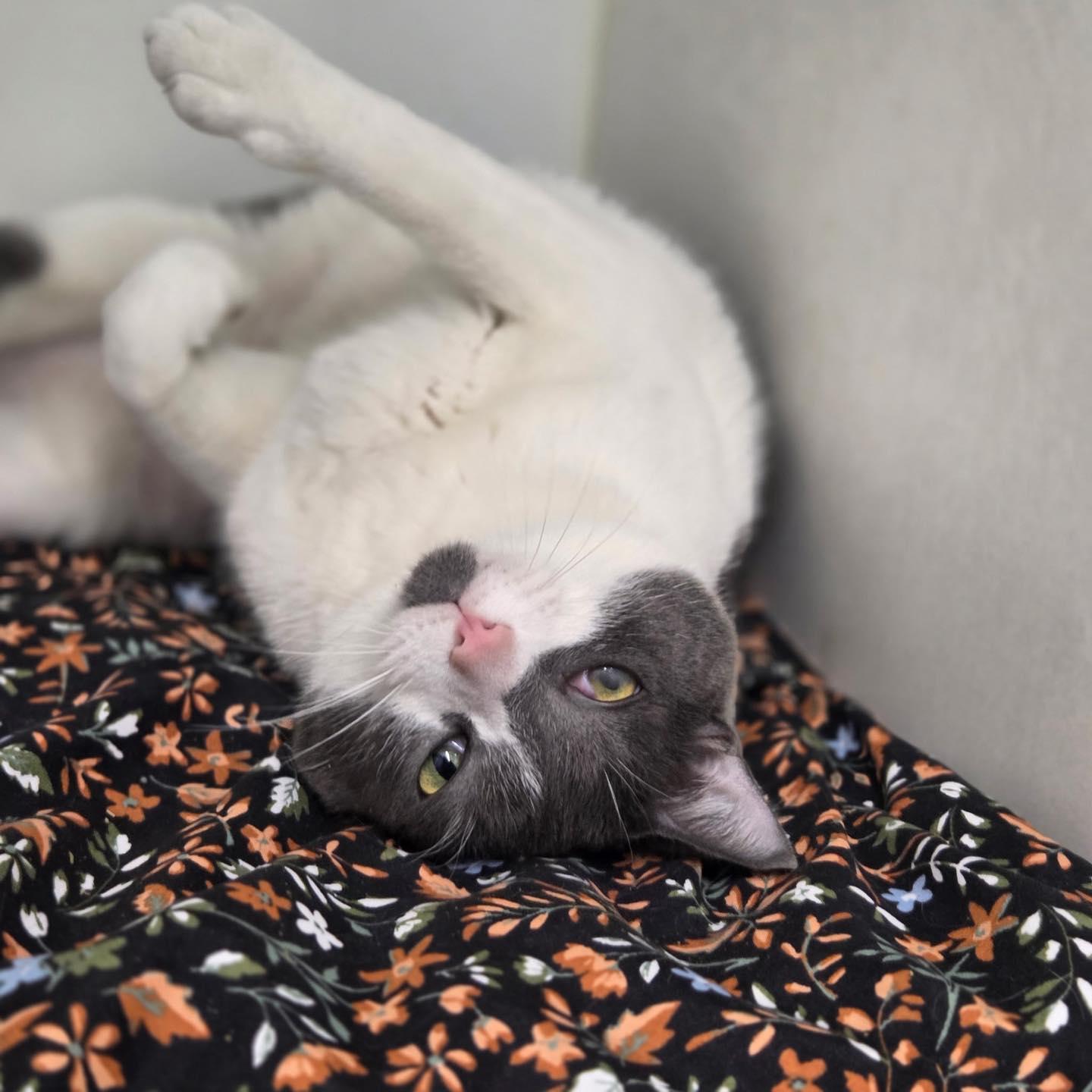 Enlarge Blanche & Romeo, a Adoptable Domestic Short Hair in Bloomfield, NJ image 6/6