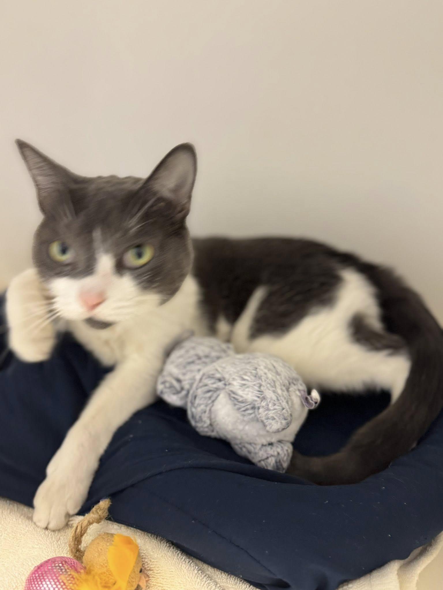 Blanche & Rose, Adoptable, Adult Female Domestic Short Hair.