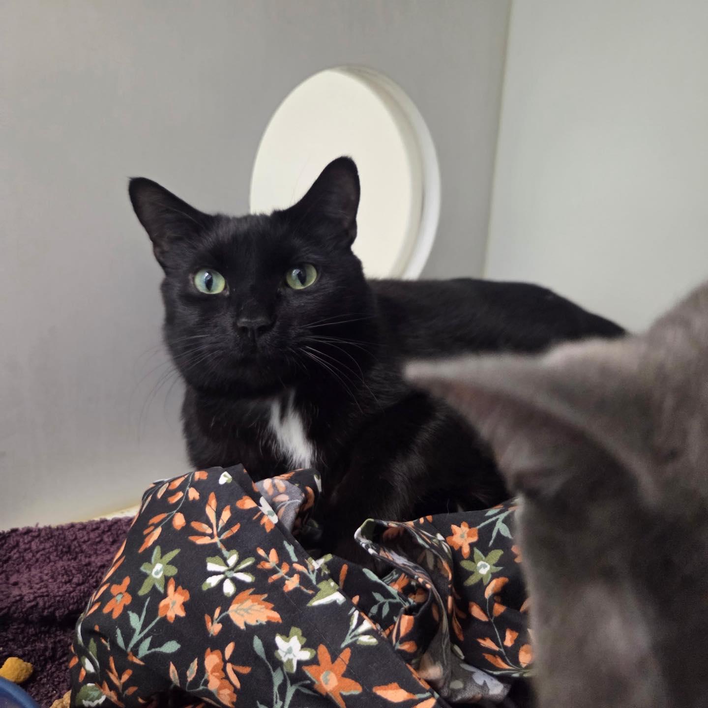 Enlarge Blanche & Romeo, a Adoptable Domestic Short Hair in Bloomfield, NJ image 5/6