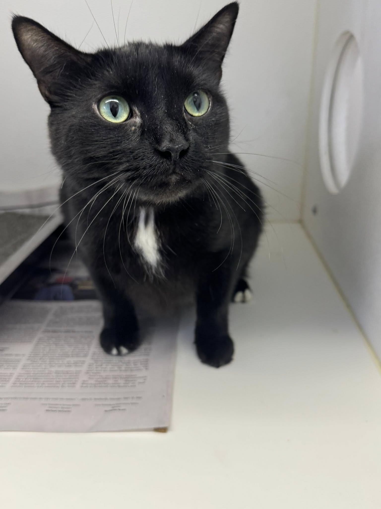 Blanche & Rose, a Adoptable Domestic Short Hair in Bloomfield, NJ image 5/6