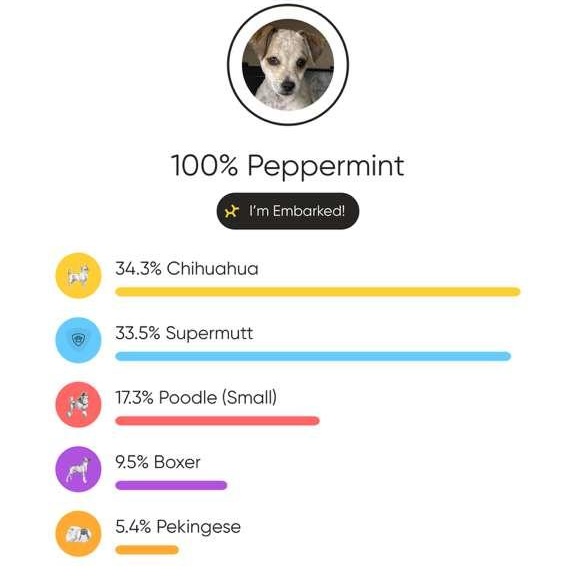 Enlarge Peppermint, a Adoptable mixed breed in Sherwood, OR image 5/5