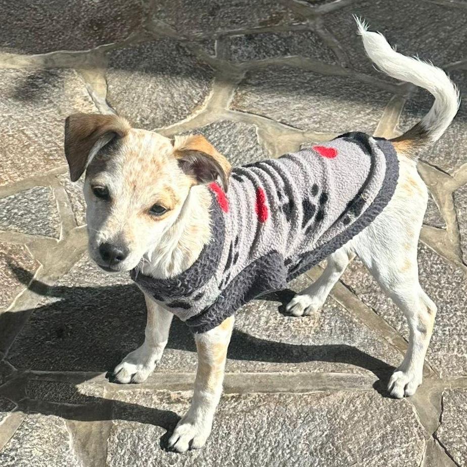 Enlarge Peppermint, a Adoptable mixed breed in Sherwood, OR image 4/5