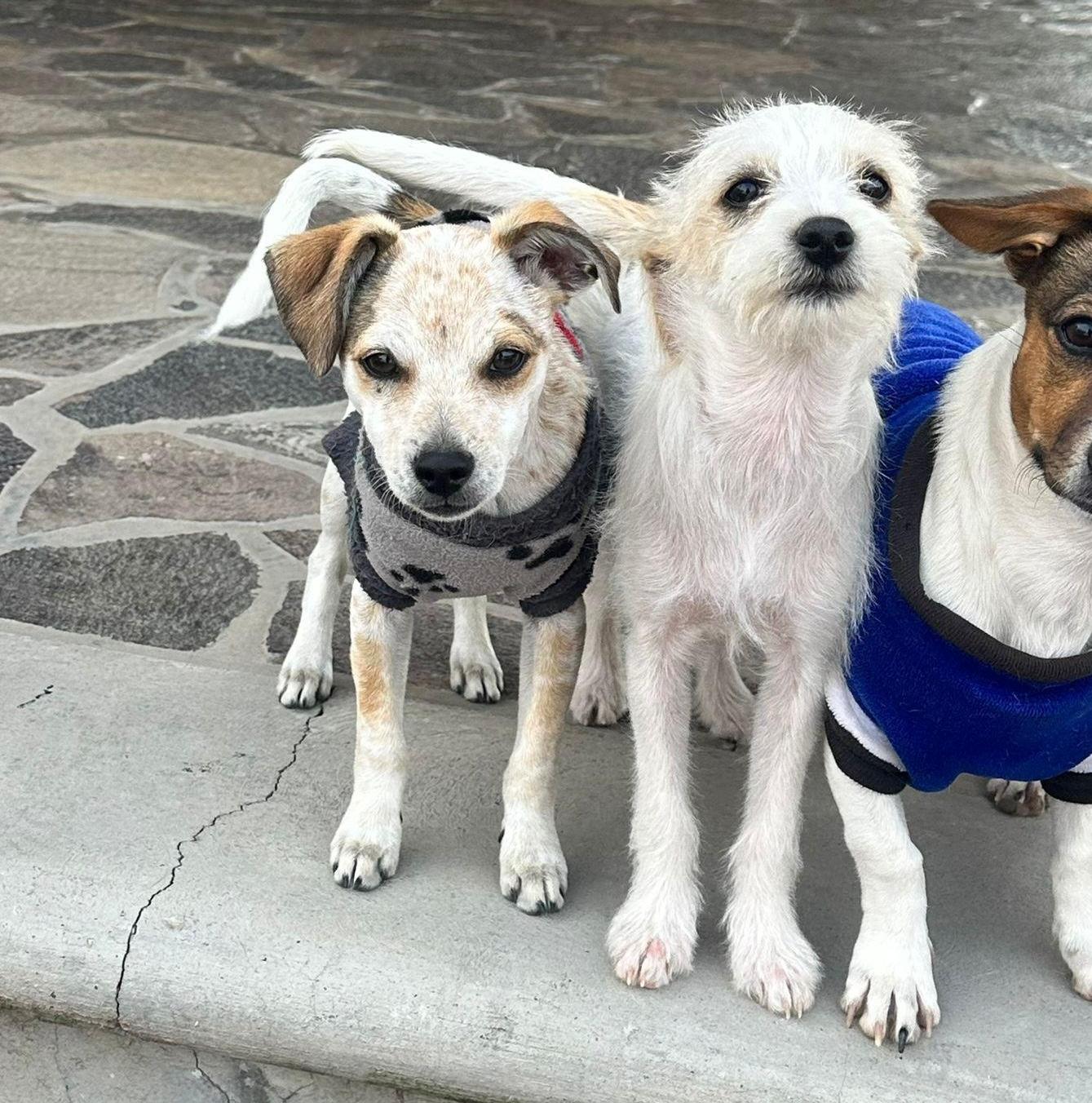 Enlarge Peppermint, a Adoptable mixed breed in Sherwood, OR image 3/5