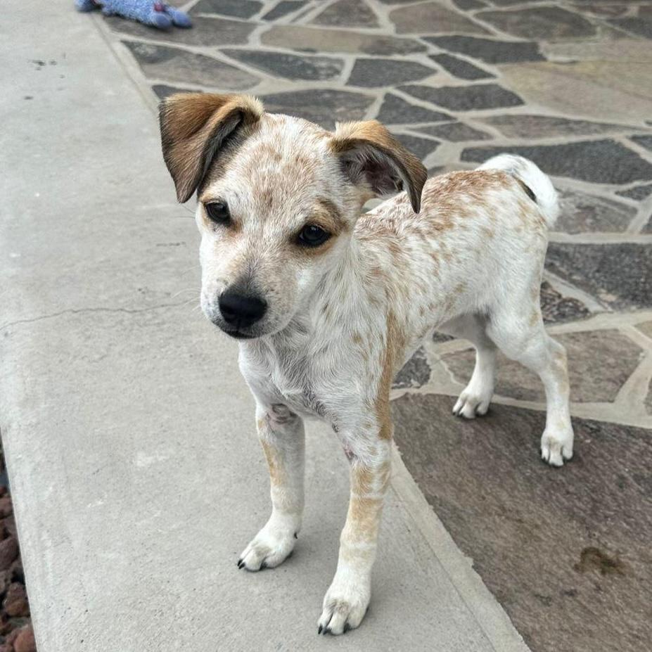 Peppermint, Adoptable, Puppy Male Chihuahua & Poodle (Toy).