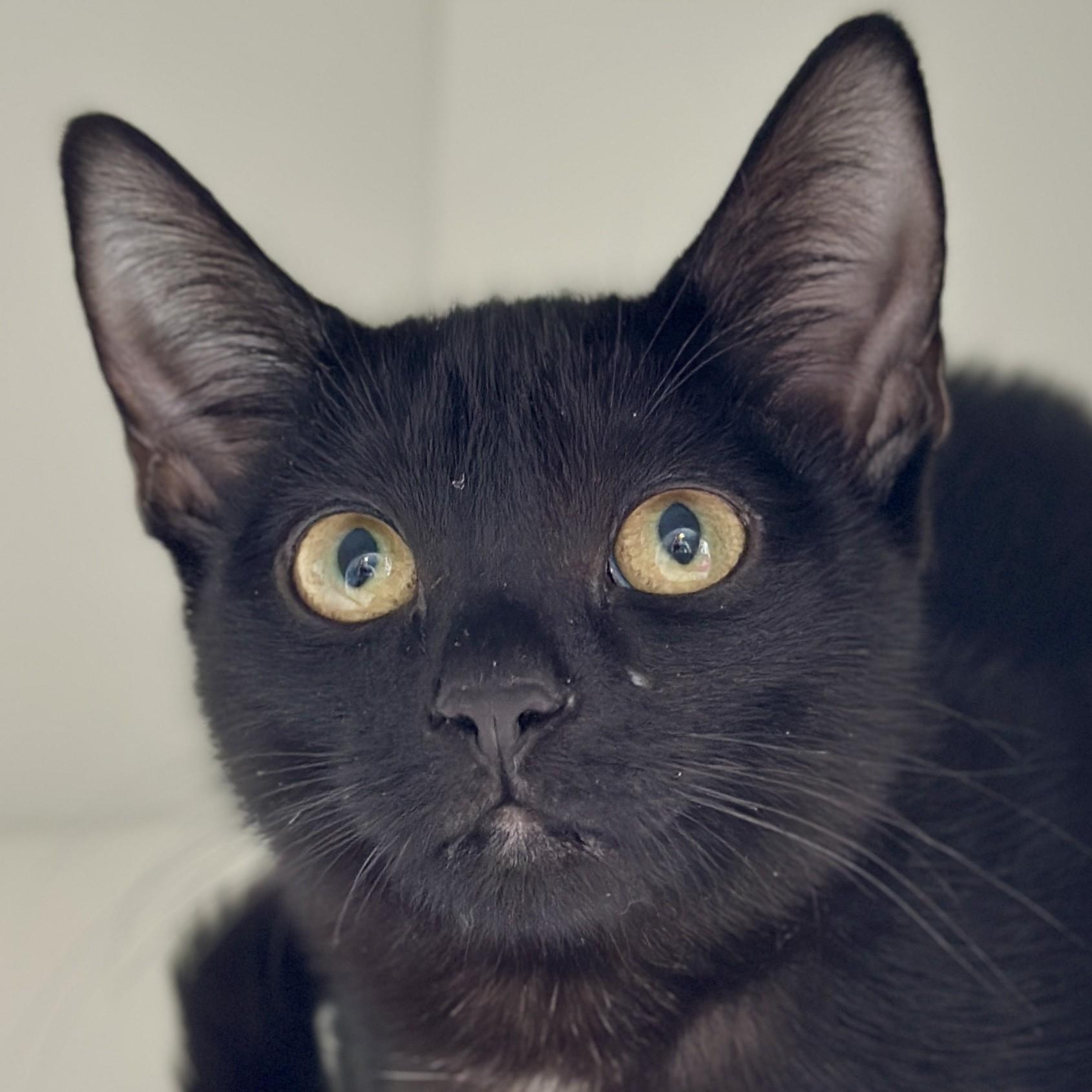 Enlarge Darjeeling, an adopted Domestic Short Hair in Victor, NY image 2/3