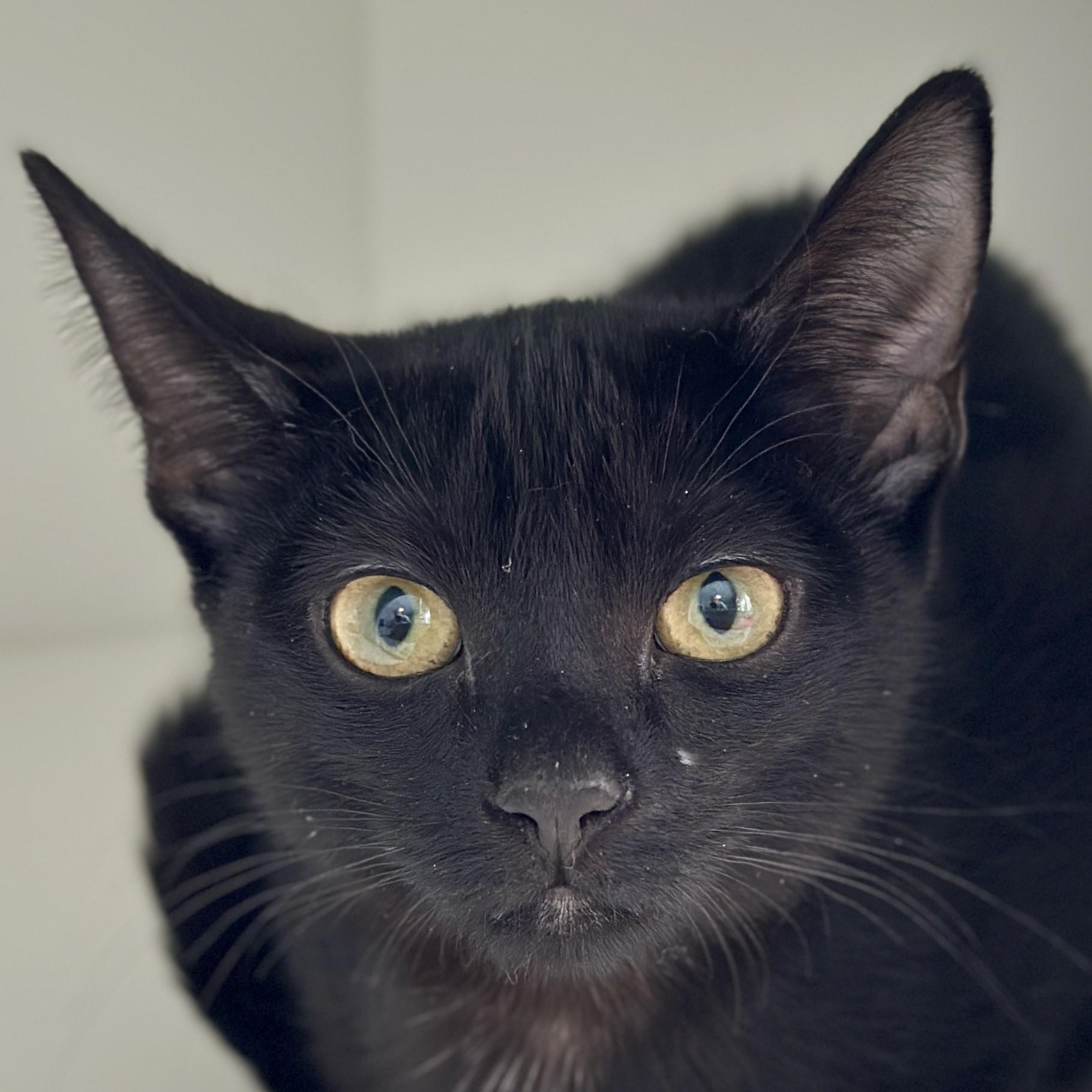 Enlarge Darjeeling, an adopted Domestic Short Hair in Victor, NY image 1/3