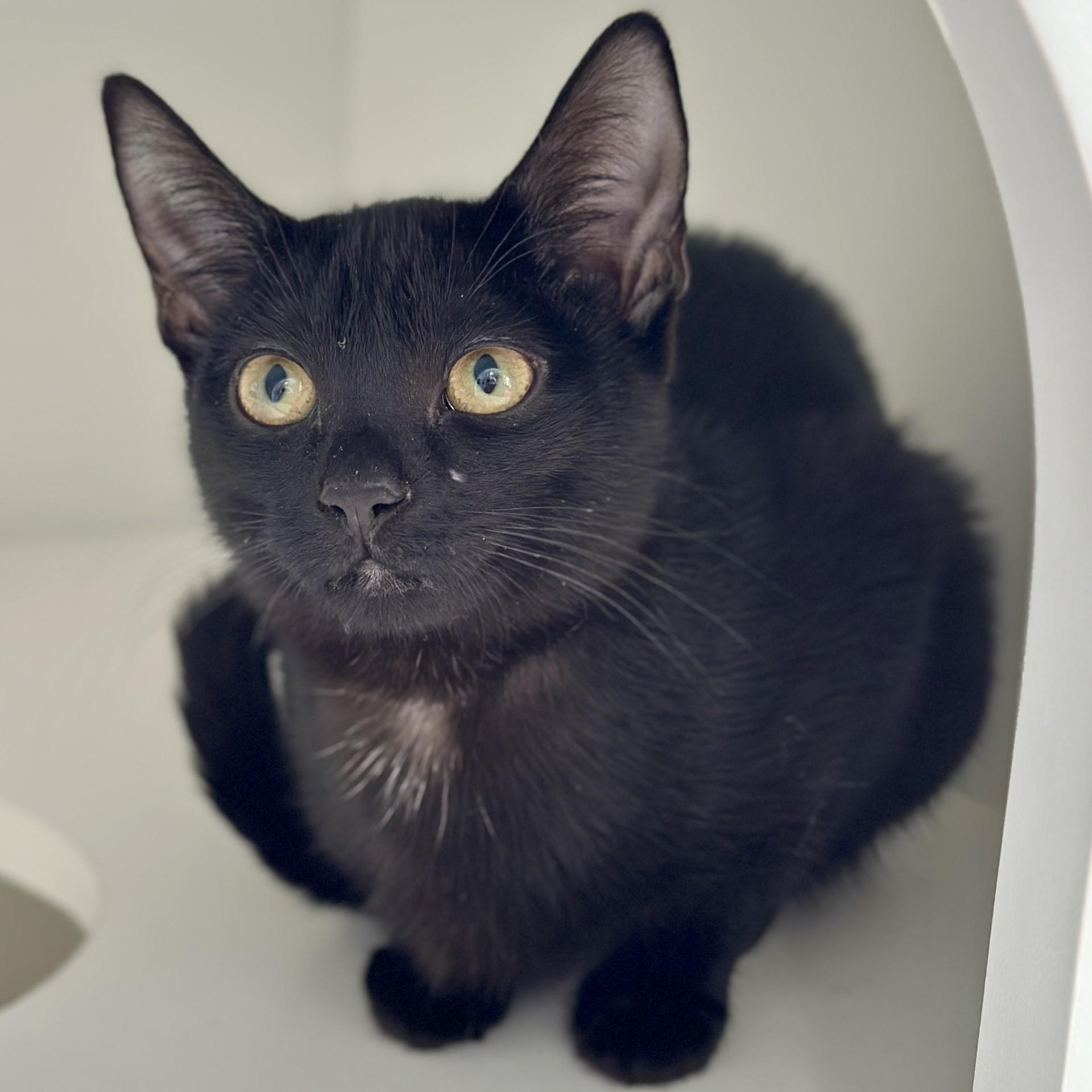 Enlarge Darjeeling, an adopted Domestic Short Hair in Victor, NY image 3/3