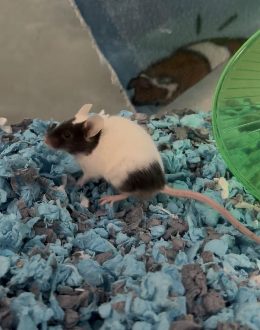 Enlarge Mickey Mouse, a Adoptable Mouse in Andover, CT image 6/6