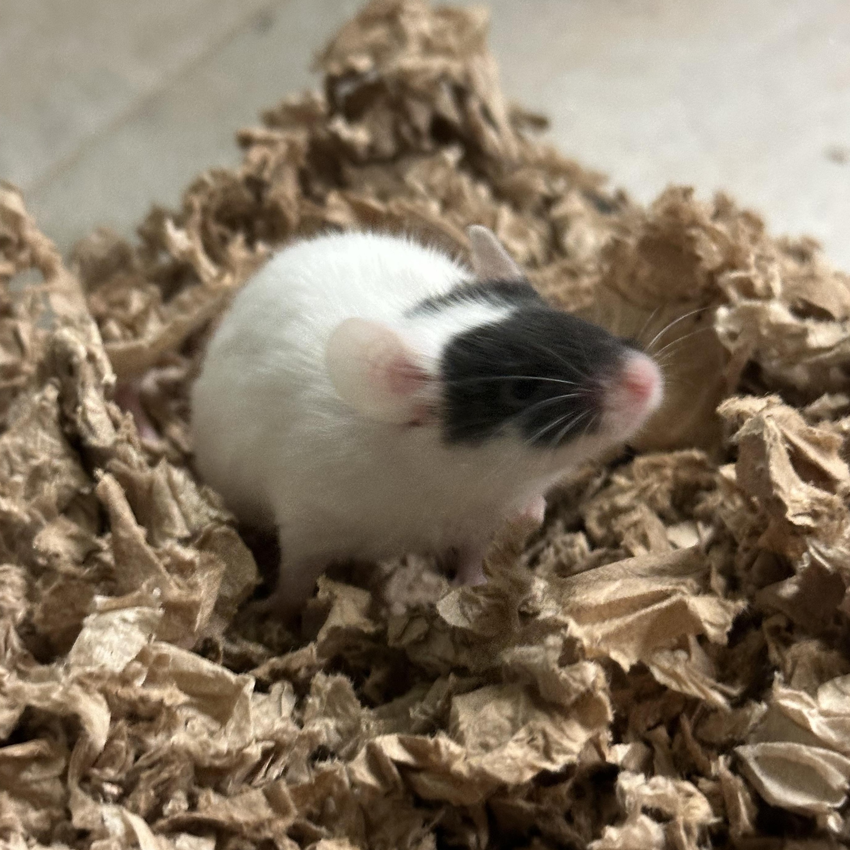 Mickey Mouse, Adoptable, Young Male Mouse.