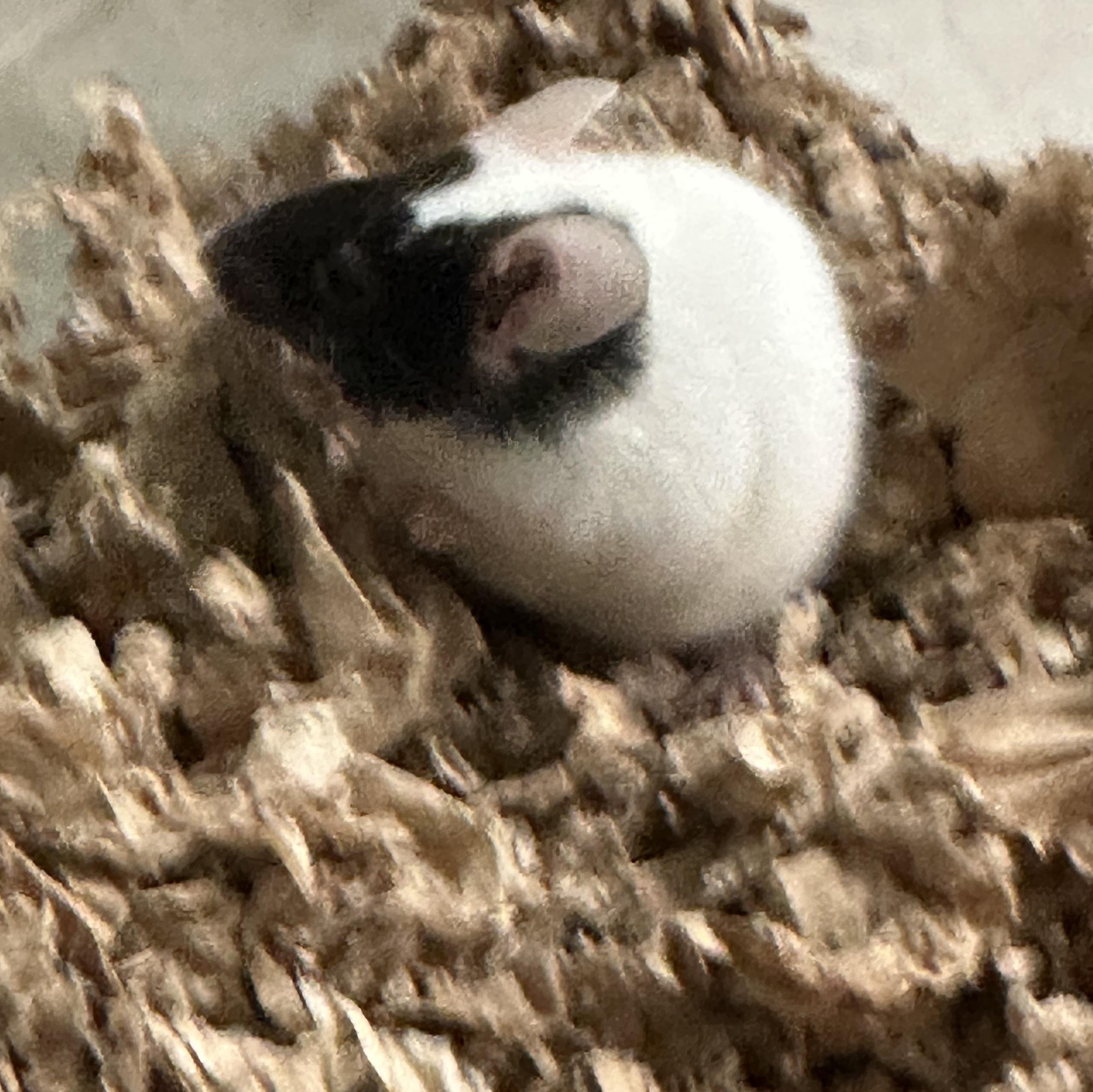 Enlarge Mickey Mouse, a Adoptable Mouse in Andover, CT image 4/6