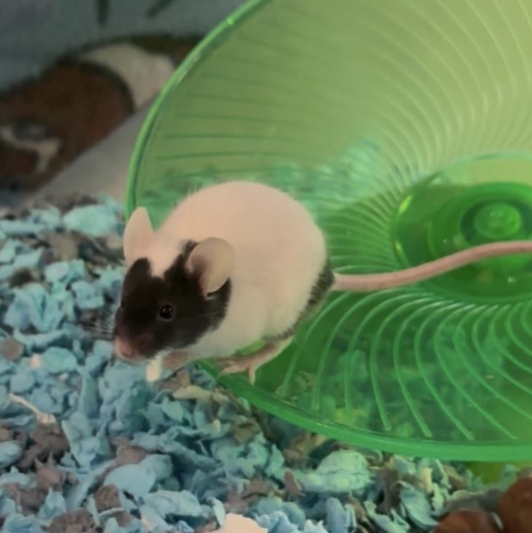 Mickey Mouse, Adoptable, Baby Male Mouse.