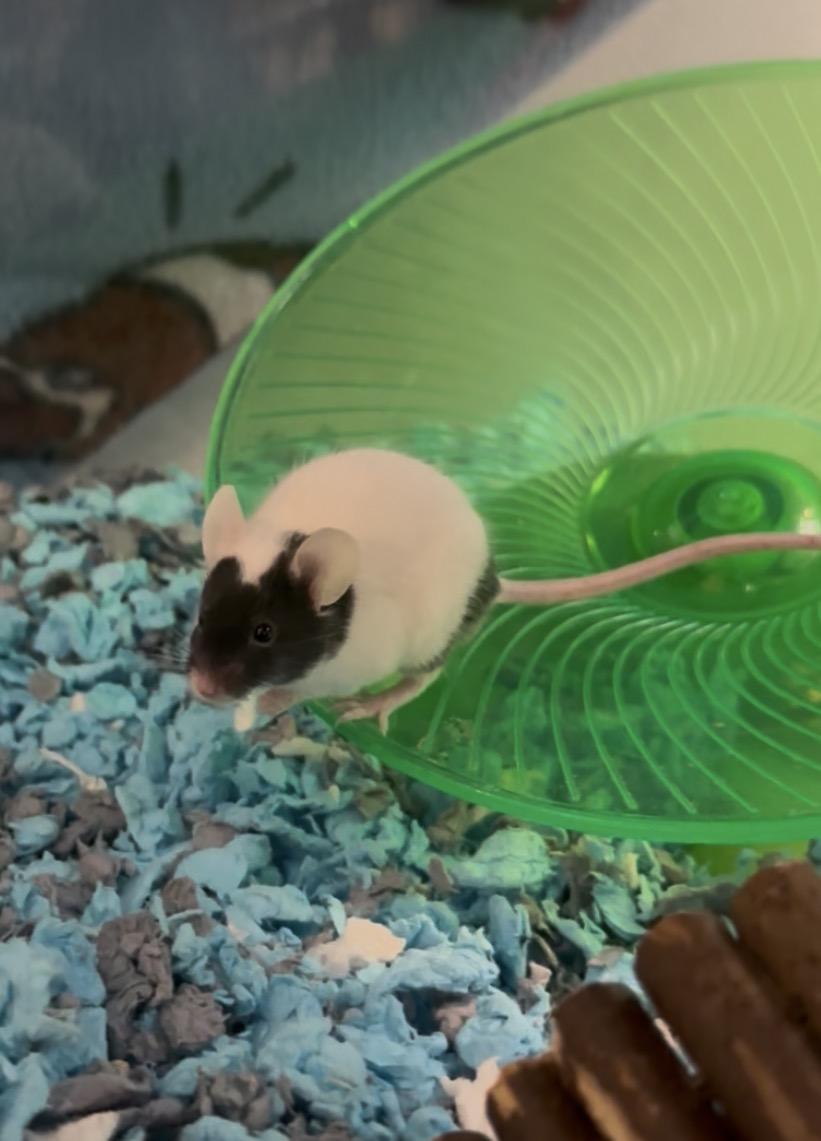 Enlarge Mickey Mouse, a Adoptable Mouse in Andover, CT image 6/6