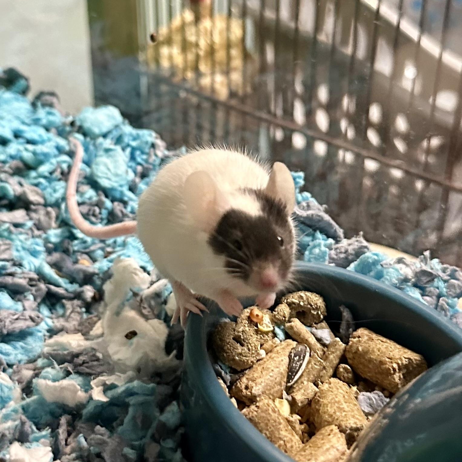 Enlarge Mickey Mouse, a Adoptable Mouse in Andover, CT image 1/6