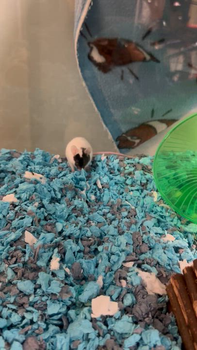 Enlarge Mickey Mouse, a Adoptable Mouse in Andover, CT video 5/6