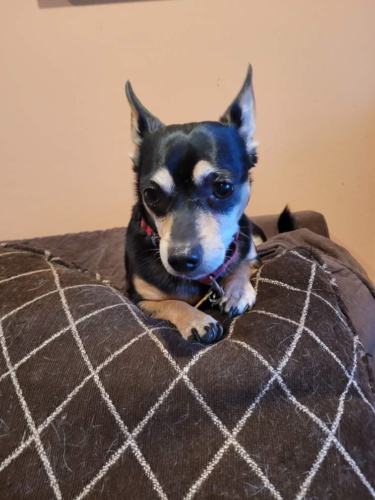 Buster  ( I am in a holistic rescue please read my description), ADOPTABLE, Adult Male Chihuahua.