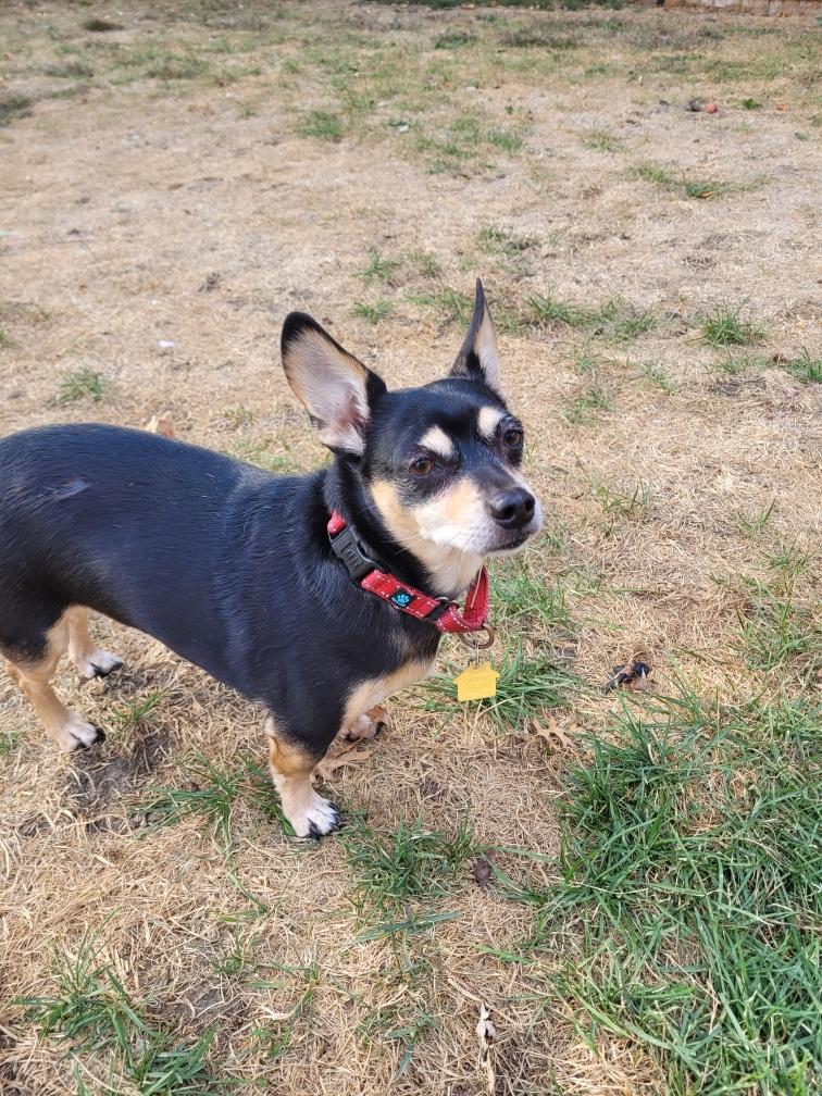 Enlarge Buster  ( I am in a holistic rescue please read my description), a ADOPTABLE Chihuahua in Warren, MI image 3/4