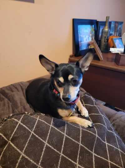 Enlarge Buster  ( I am in a holistic rescue please read my description), a ADOPTABLE Chihuahua in Warren, MI image 4/4