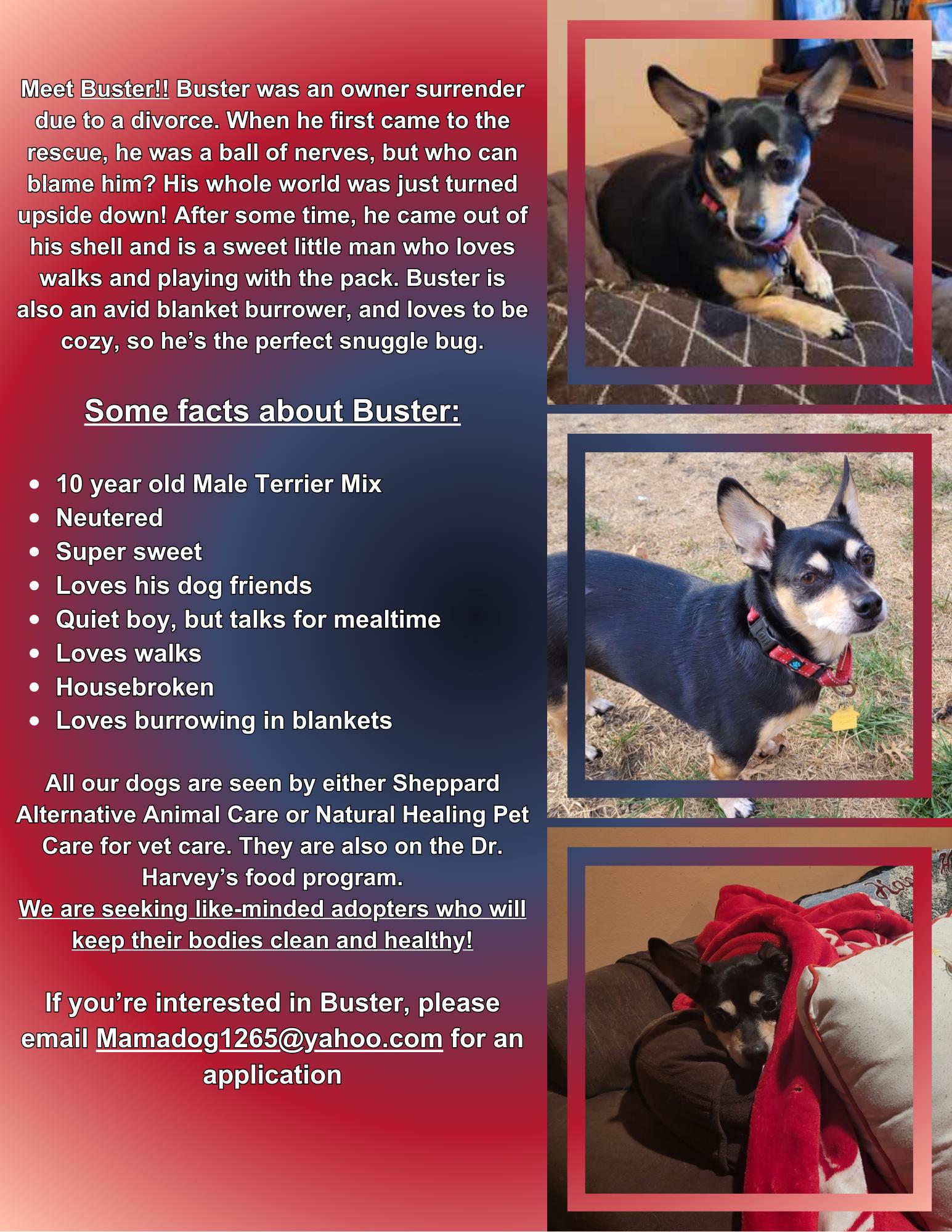 Enlarge Buster  ( I am in a holistic rescue please read my description), a ADOPTABLE Chihuahua in Warren, MI image 2/4