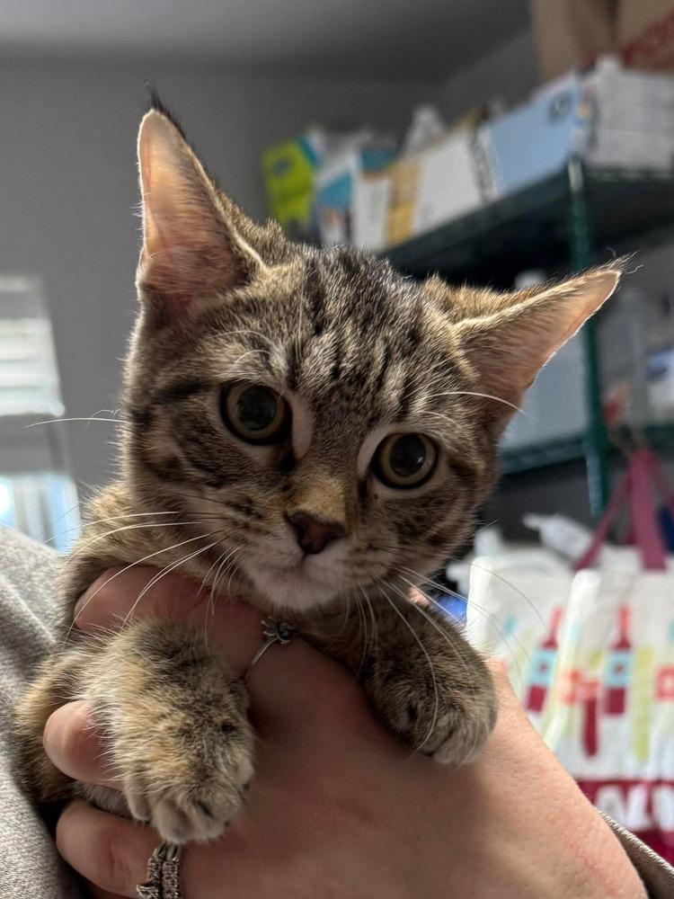 Shrimp — thumbnail 2