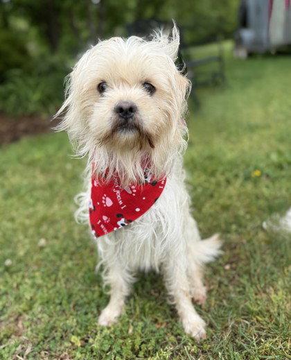 Enlarge Vax, a Adoptable Shih Tzu in Midland, VA image 1/1