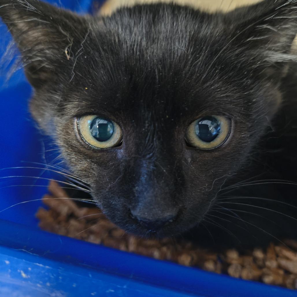 Enlarge Mayhem, a Adoptable Domestic Short Hair in Othello, WA image 1/1
