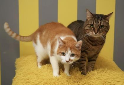 Seth (BONDED W CHESTER), Adoptable, Adult Male Domestic Short Hair & Domestic Short Hair.