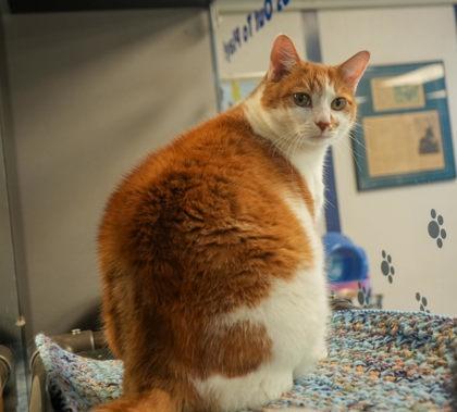 Enlarge Seth (BONDED W CHESTER), a Adoptable mixed breed in Bowling Green, KY image 2/3