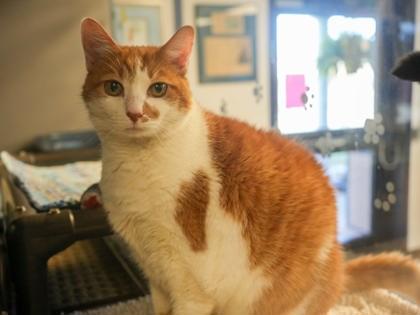 Enlarge Seth (BONDED W CHESTER), a Adoptable mixed breed in Bowling Green, KY image 3/3