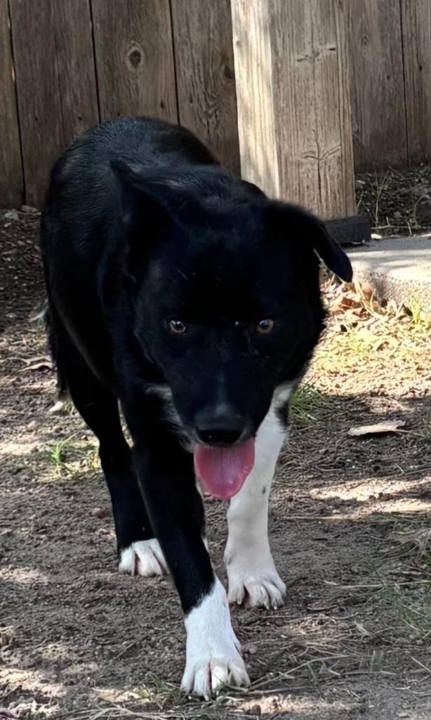 Enlarge Falcon, a Adoptable Border Collie in Great Bend, KS image 1/2