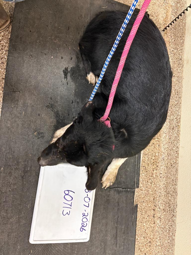 Enlarge Falcon, a Adoptable Border Collie in Great Bend, KS image 2/2