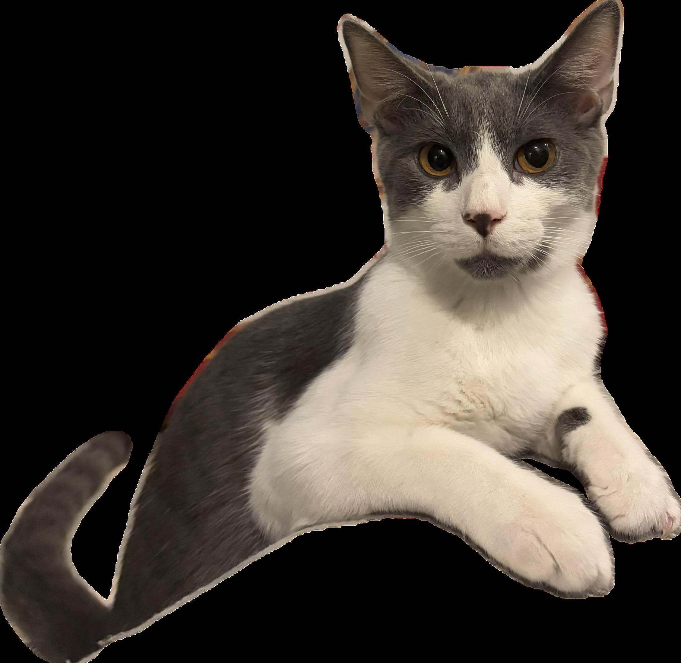 Enlarge Kaiko, a Adoptable mixed breed in St Petersburg, FL image 2/6
