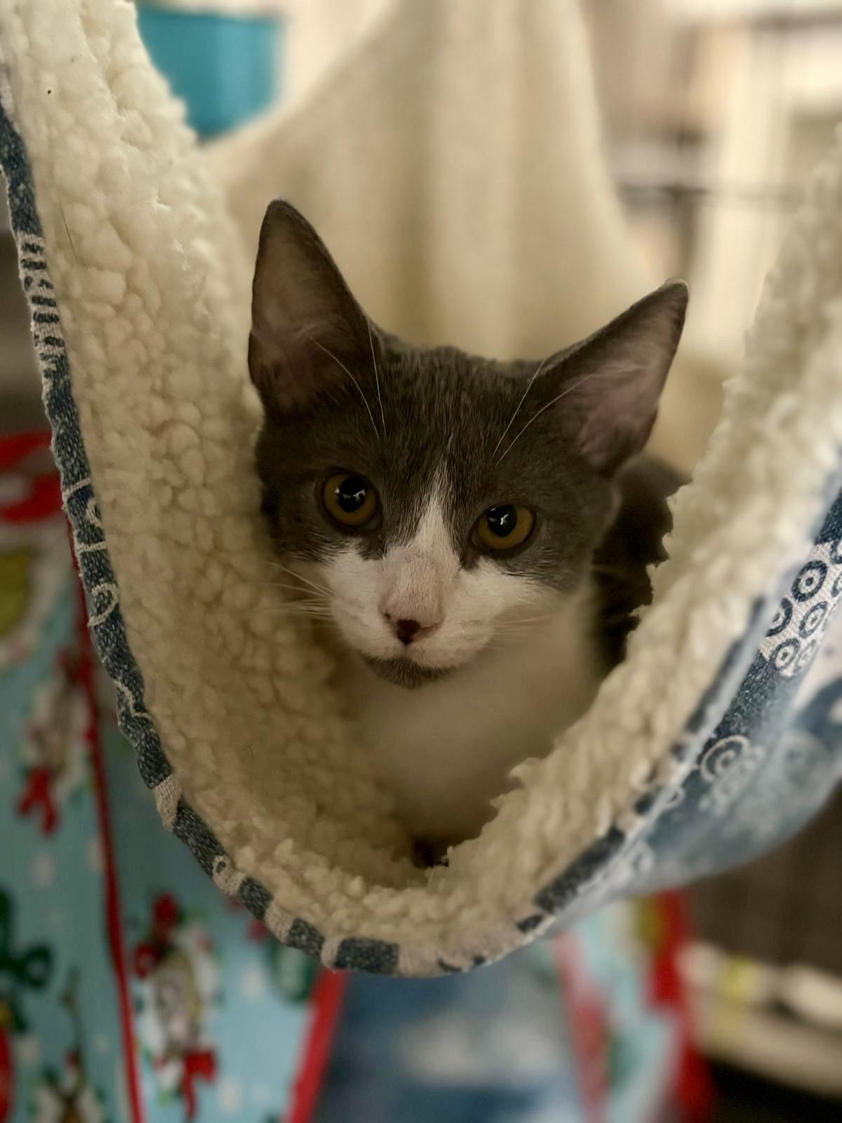 Kaiko — thumbnail 2