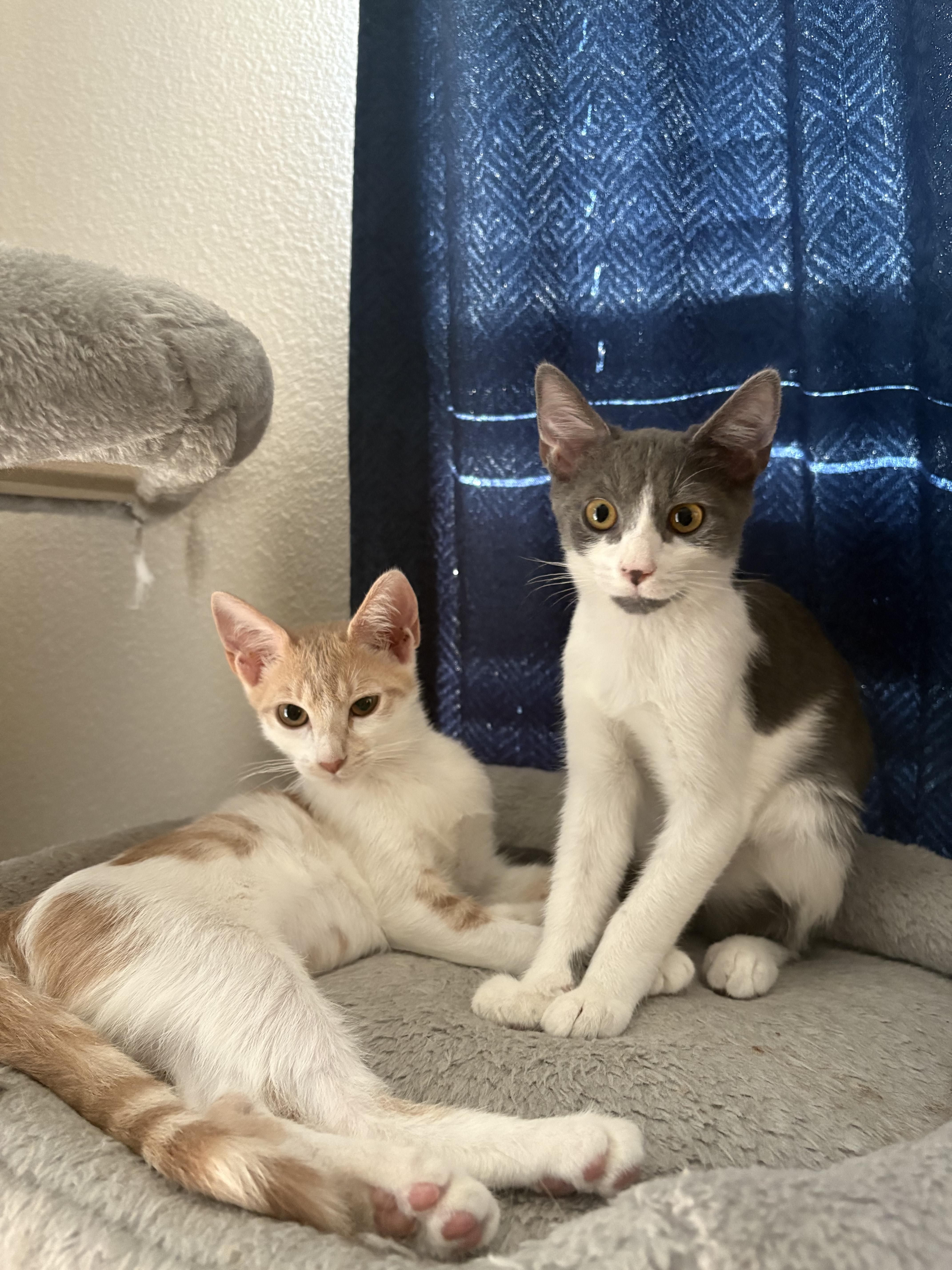 Kaiko — thumbnail 4