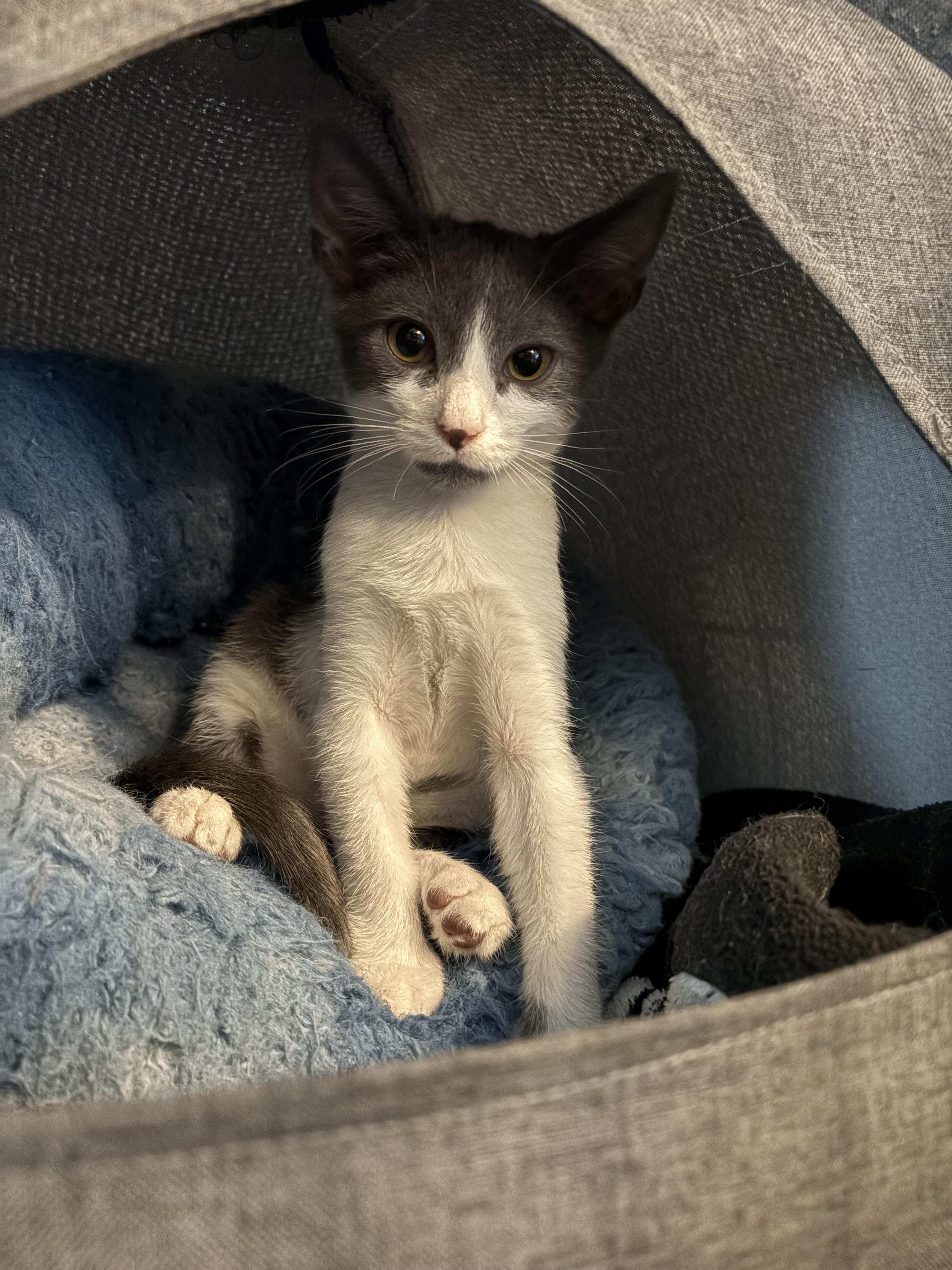 Kaiko — thumbnail 5