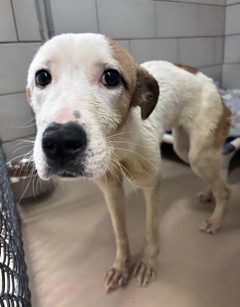 Tweety, adopted, Young Female Mixed Breed.