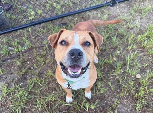 ANDY, Adoptable, Adult Male American Staffordshire Terrier.