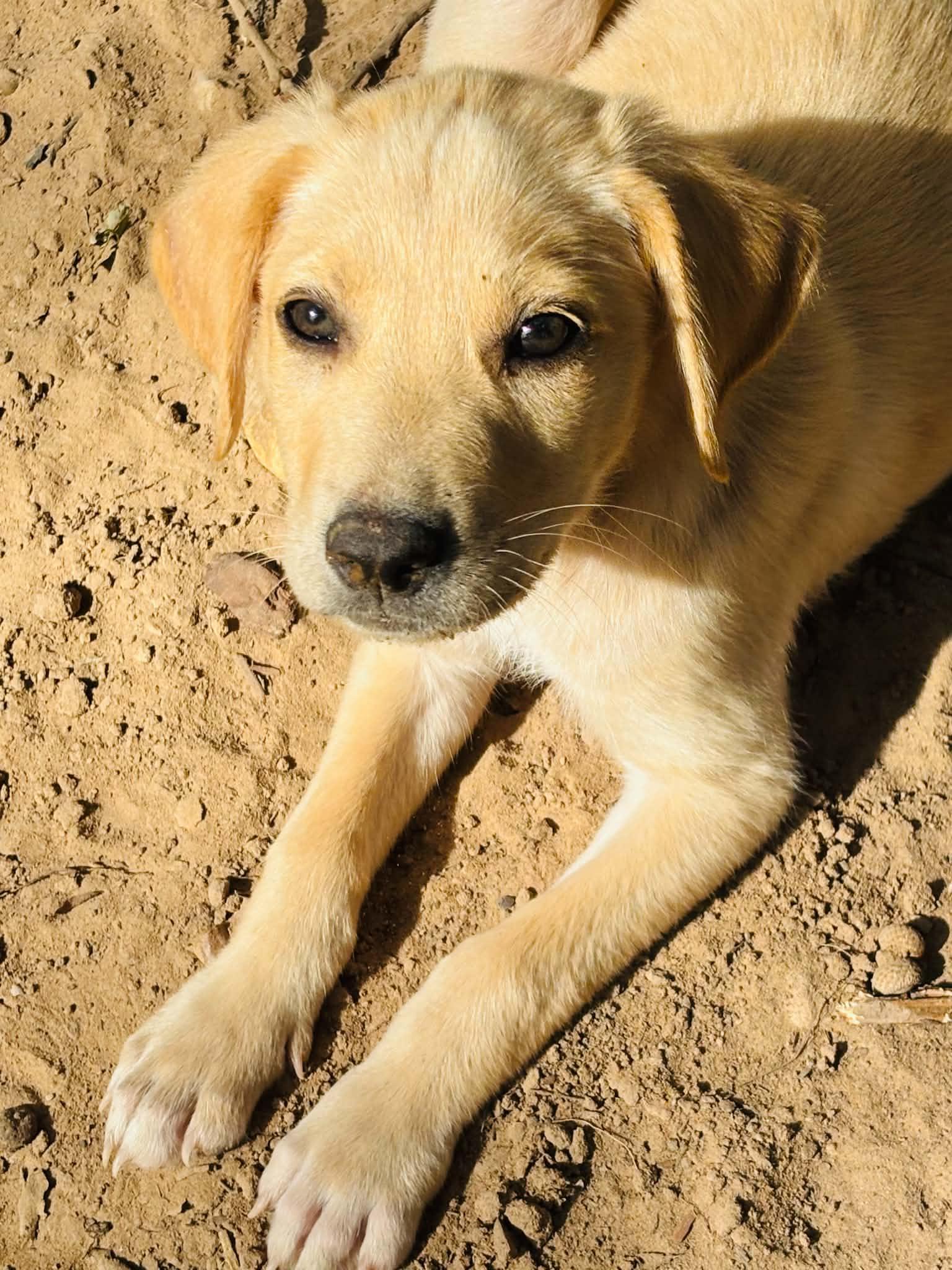 Enlarge Violet, a Adoptable mixed breed in Pelham, NH image 6/6