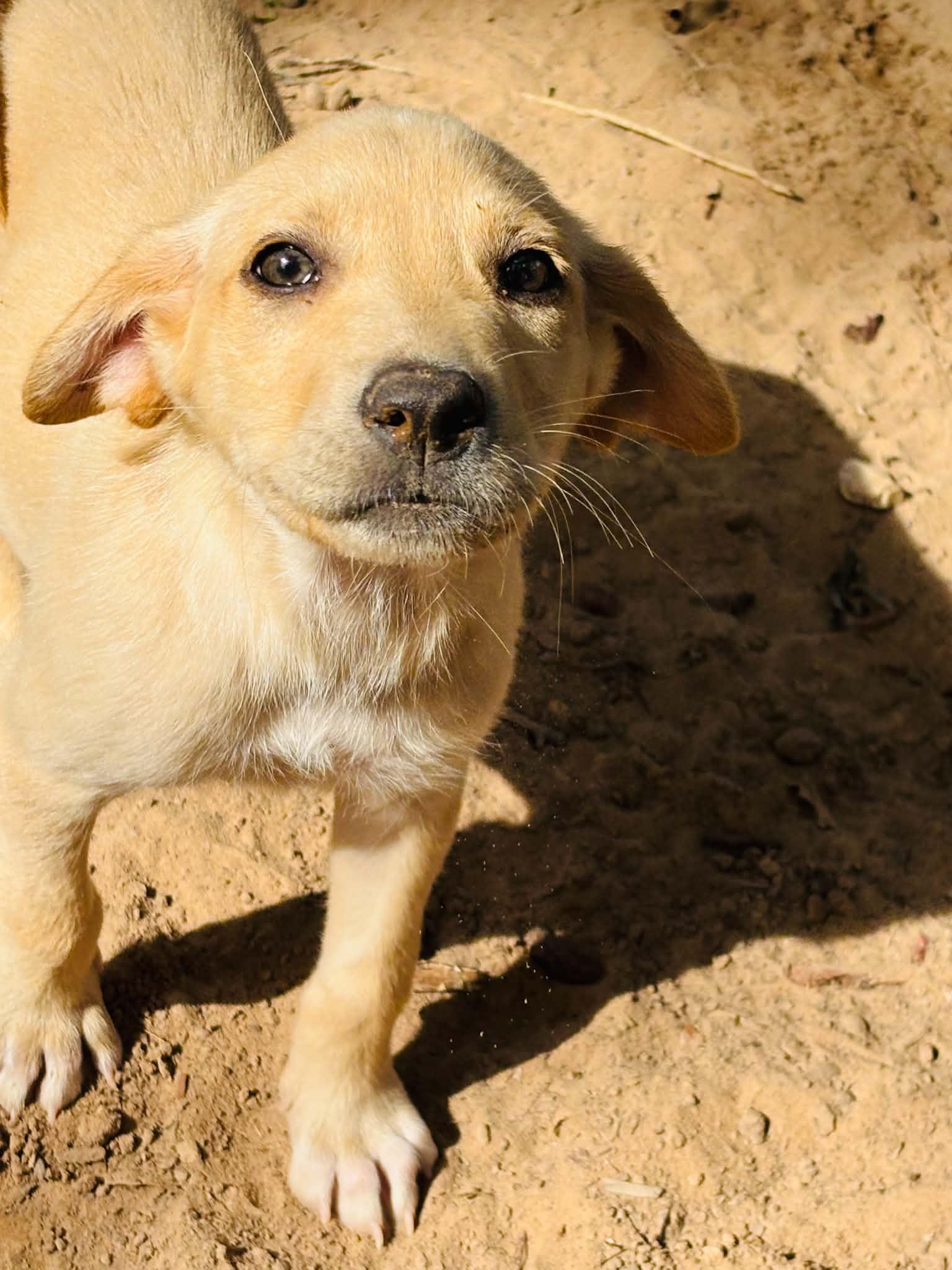 Enlarge Violet, a Adoptable mixed breed in Pelham, NH image 5/6