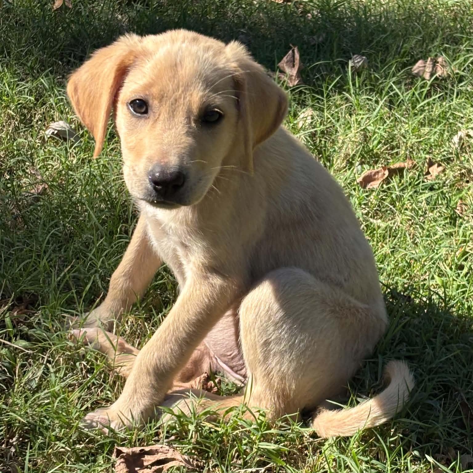 Violet, Adoptable, Puppy Female Golden Retriever & Labrador Retriever.