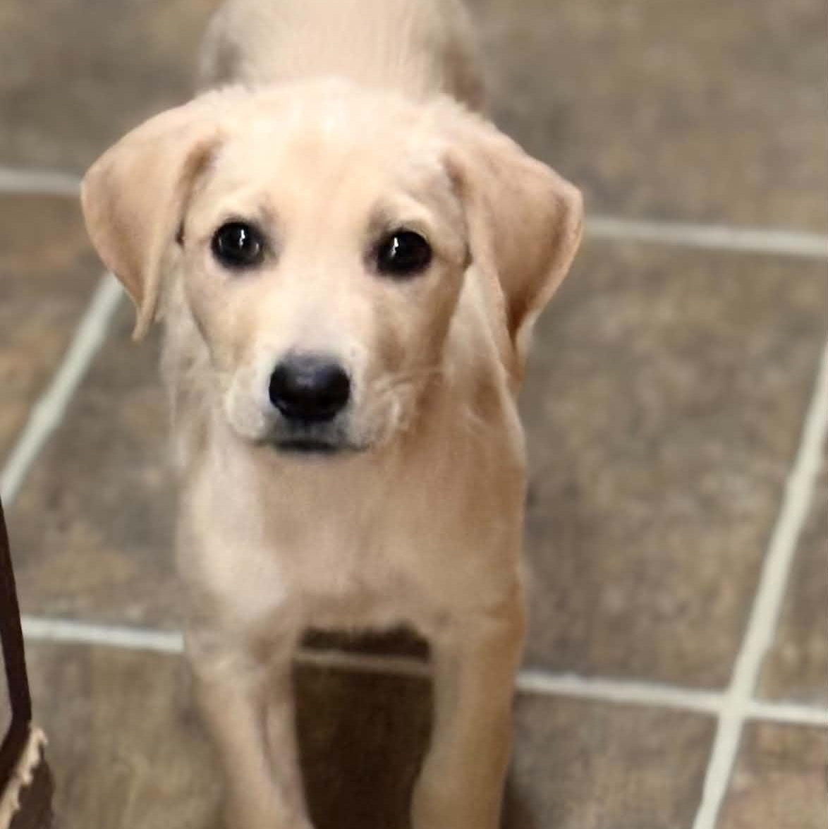 Enlarge Violet, a Adoptable mixed breed in Pelham, NH image 3/6