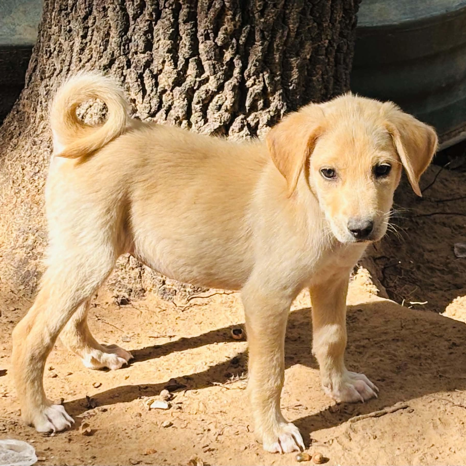 Enlarge Violet, a Adoptable mixed breed in Pelham, NH image 4/6
